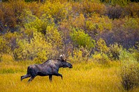 A bull moose is seen near the Twin Lakes Campground on Wisdom Ranger District of Beaverhead-Deerlodge National Forest Montana, September 17, 2019.<br/><br/>USDA Photo by Preston Keres. Original public domain image from <a href="https://www.flickr.com/photos/usdagov/48762770887/" target="_blank" rel="noopener noreferrer nofollow">Flickr</a>