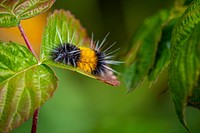A caterpillar feeds on a leaf near Stoney Cabin in the Pintler Ranger District of Beaverhead-Deerlodge National Forest Montana, September 19, 2019.USDA Photo by Preston Keres. Original public domain image from Flickr
