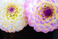 Dahlia background. Original public domain image from Flickr