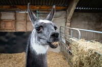 Llama close up, animal farm. Original public domain image from Flickr