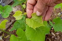 Inspecting vegetables growing in the Diamond D Farms high tunnel, reveals a yield of healthy and thriving plants. Photo taken June 21, 2019 at Diamond D Farms in Pray, Montana located in Park County.. Original public domain image from Flickr