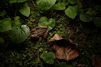 Rocky Mountain Tailed Frog (Ascaphus montanus). Original public domain image from Flickr