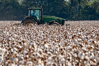 U.S. Department of Agriculture (USDA) Secretary Sonny Perdue visits Pugh Farms cotton operation., in Halls, Tennessee, October 18, 2019.USDA Photo by Preston Keres. Original public domain image from Flickr