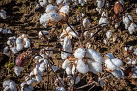 U.S. Department of Agriculture (USDA) Secretary Sonny Perdue visits Pugh Farms cotton operation., in Halls, Tennessee, October 18, 2019.USDA Photo by Preston Keres. Original public domain image from Flickr