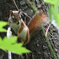 Red Squirrel. Original public domain image from Flickr