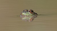 Green frog surfacing upon water. Original public domain image from Flickr