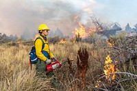 Blacklining the Trout Springs Rx Fire. A firefighters sets a prescribed fire using a drip torch. (DOI/Neal Herbert). Original public domain image from Flickr
