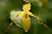 Yellow lady slipper in bloom. Check out this yellow lady slipper in full bloom at Driftless Area National Wildlife Refuge!. Original public domain image from Flickr