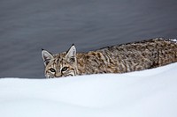 Bobcat along the Madison River. Original public domain image from Flickr