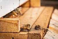 Bees on the wooden floor. Original public domain image from Flickr