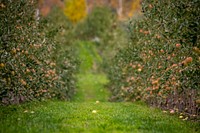 Sunrise at Apex Farm apple orchards in Shelburne, Massachusetts, on October 18, 2019. USDA Photo by Lance Cheung. Original public domain image from <a href="https://www.flickr.com/photos/usdagov/49445753167/" target="_blank" rel="noopener noreferrer nofollow">Flickr</a>