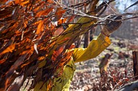 US firefighters in AustraliaUS firefighters clearing brush along the Great Alpine Road in Victoria, Australia. (DOI/Neal Herbert). Original public domain image from Flickr