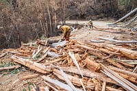 US firefighters in AustraliaUS Task Force members clearing hazard trees from the Benambra-Corryong Road in Victoria, Australia. (DOI/Neal Herbert). Original public domain image from Flickr