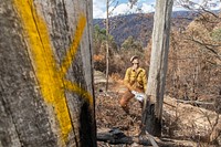 US Task Force faller cutting hazard treesTrees marked with a "K" have been determined to be lethal if they were to fall into the road. (DOI/Neal Herbert). Original public domain image from Flickr