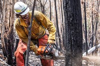 US firefighters in AustraliaA US Task Force faller cuts a hazard tree along the Benambra-Corryong Road in Victoria, Australia. (DOI/Neal Herbert). Original public domain image from Flickr