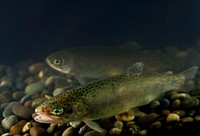 Rainbow trout swimming at Quantico, VA. USDA photo by Ken Hammond. Original public domain image from Flickr