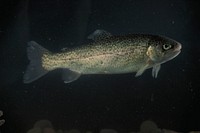 Rainbow trout swimming at Quantico, VA. USDA photo by Ken Hammond. Original public domain image from Flickr
