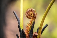 Post-bushfire recovery in Australia Sprouting tree fern in a burned part of Errinundra National Park. Original public domain image from Flickr