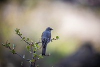 Townsend's Solitaire (Myadestes townsendi). Original public domain image from Flickr