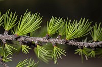 Western Larch (Larix occidentalis). Original public domain image from Flickr