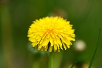 Common dandelion. Original public domain image from Flickr