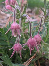 Prairie Smoke in Bloom. Original public domain image from Flickr