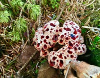 PLANTS, 1st Place. Bleeding Tooth Fungus (Hydnellum peckii) sprouts near Eagle River. Juneau Ranger District, Tongass National Forest. (Photo by Adam DiPietro). Original public domain image from Flickr