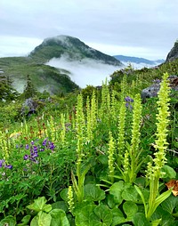 Lupine, leatherleaf saxifrage, and orchids on a foggy morning on Dude Mountain looking over to Brown Mountain, Ketchikan Misty Fjords Ranger District, Tongass National Forest. (Photo by Sheila Spores). Original public domain image from Flickr