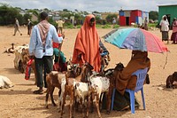 Goats on sale at Baidoa livestock market in Somalia on November 7 2019. AMISOM Photo. Original public domain image from <a href="https://www.flickr.com/photos/au_unistphotostream/49126379942/" target="_blank" rel="noopener noreferrer nofollow">Flickr</a>