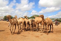 Camels on sale at Baidoa livestock market in Somalia on November 7 2019. AMISOM Photo. Original public domain image from Flickr