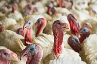 Turkey bird flock, poultry background. Original public domain image from <a href="https://www.flickr.com/photos/usdagov/49127392543/" target="_blank">Flickr</a>