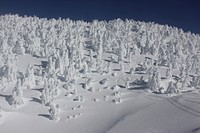 Frozen trees at the summit of Maiden Peak on the Willamette National Forest on the Willamette National Forest. Photo by Matthew Tharp. Original public domain image from Flickr