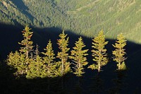 Looking south from Buckhorn Mountain, Buckhorn Wilderness on the Olympic National Forest. Photo by Matthew Tharp. Original public domain image from Flickr