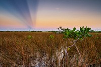 Mangrove Tree at Sunset. Original public domain image from Flickr