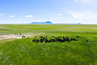 Aberdeen Angus graze on 1-acre of land per day with a rotating, intensive grazing system incorporated on Fauque Farm. This system creates more year-round ground cover and creates healthier soil. Toole County, Montana. June 2020. Original public domain image from Flickr