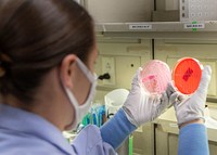 Laboratory technician assigned to Naval Medical Center San Diego&rsquo;s (NMCSD) microbiology laboratory, exams agar slides during a drug susceptibility tests. (U.S. Navy photo by Mass Communication Specialist 3rd Class Jake Greenberg). Original public domain image from Flickr