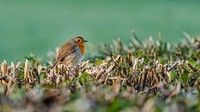 American robin wallpaper. Original public domain image from Flickr