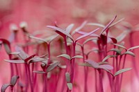 Amaranth sprouts at Green Bexar Farm, in Saint Hedwig, Texas, near San Antonio, on Oct 17, 2020.