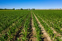 Silage corn grown on the Michael family farm.