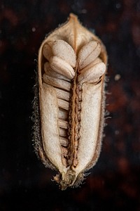 Sesame seeds in their capsule, from Schirmer Farms in Batesville, TX, in October 31, 2020. The plant needs to be dry for the mechanical harvester system to work. USDA Photo by Lance Cheung. Original public domain image from Flickr