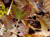 Autumn along Illabot Creek, Mt. Baker-Snoqualmie National Forest. Photo by Anne Vassar December 10, 2020. Original public domain image from Flickr