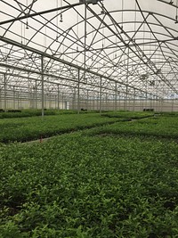 Citrus nursery operations in Florida. Citrus produced in areas quarantined for huanglongbing, citrus canker, or sweet orange scab must be grown in a structure to exclude pests.USDA Photo by David Bartels. Original public domain image from Flickr