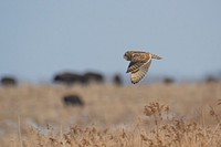 Short-eared owl flies along the old historic Route 66 near bison overlook at the USDA's Forest Service Midewin National Tallgrass Prairie, Illinois. Original public domain image from Flickr