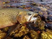 Westlope cutthroat trout in the South Fork Flathead River, Flathead National Forest, Montana. Courtesy photo by Pat Van Eimeren. Original public domain image from Flickr