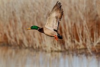 Flying Mallard in Arkansas. Original public domain image from Flickr