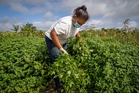 Valerie Chim, a former clothing designer from New York for 35 years now runs Flamingo Farms for the last eight, grows Guma and other West Indies vegetables, while working with the North-South Institute, in Davie, Florida, February 23, 2021.
