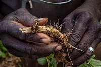 Serbert Brissett, a producer working with the North-South Institute, examines flood damage to his Callaloo crop on his farm, in Davie, Florida, February 23, 2021.USDA/FPAC Photo by Preston Keres. Original public domain image from Flickr