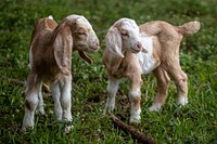 Two baby mountain goats standing next to each other. Original public domain image from Flickr