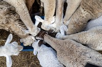 Dave Borrowes, a producer with the North-South Institute, raises Katahdin sheep, among other livestock, on his farm Epic Ranch, in Davie, Florida, February 22, 2021.USDA/FPAC Photo by Preston Keres. Original public domain image from Flickr