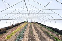 Plants including collard and mustard green, spinich and swiss chard grow in the high tunnel at Lawrence Community Gardens on Feb. 2, 2021.